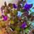 ACHIMENES 'PURPLE KING'-Unusual Houseplant & Stunning Accent 1 thumbnail