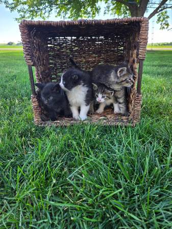 Kittens 1