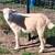 Nigerian Dwarf Buck 1 thumbnail