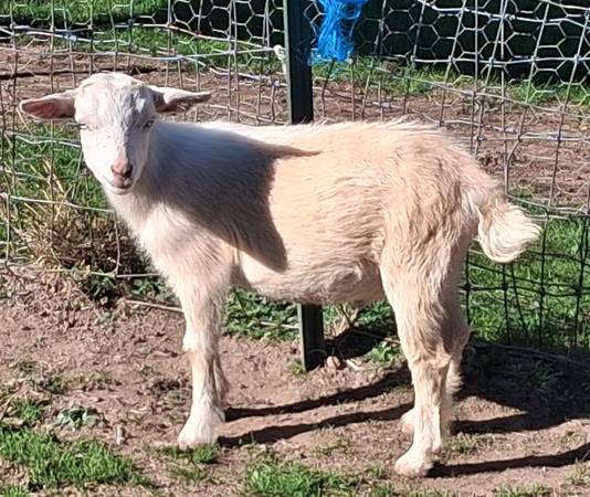 Nigerian Dwarf Buck 1