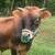 Jersey bull calf 2 thumbnail