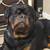 Rottweiler puppies 2 thumbnail