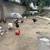 Chicken and Roosters 4 thumbnail