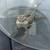Bearded Dragon 3 thumbnail