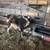Nigerian Dwarf Goats 7 thumbnail