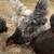 Roosters 4 thumbnail