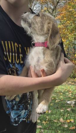 Free Pitbull/goldendoodle puppies 1