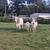Brahma cattle 3 thumbnail