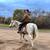 Bombproof family horse 3 thumbnail
