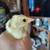 Peafowl 5 thumbnail