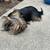 Yorkies 9 thumbnail