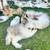 Angora mini Dwarf bunny mix Jersey Woolly 8 thumbnail