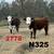 Registered Polled Hereford Bulls 1 thumbnail