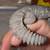 Yellow banded uromastyx 5 thumbnail