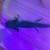 Axolotl 3 thumbnail