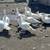 Ducks- Indian runner and white Muscovy 3 thumbnail