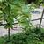 Six established grapevines 1 thumbnail