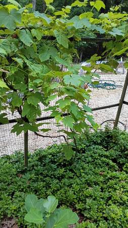 Six established grapevines 1