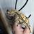 Crested geckos 7 thumbnail