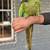 Military macaw 5 years tame 4 thumbnail
