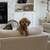 Cavapoo 1 thumbnail