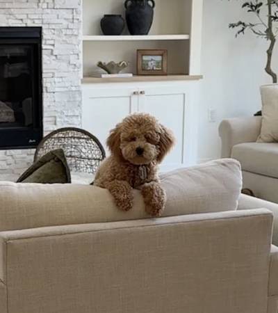 Cavapoo 1