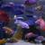 CICHLIDS GALORE!!! 1 thumbnail