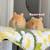 Netherland dwarf bunnies 7 thumbnail
