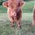 Highland cows 3 thumbnail