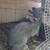 American blue rabbit 2 thumbnail