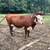 Hereford Cow (Organically Raised) 2 thumbnail