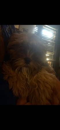 Peekapoo (Bristol)63697180790913121
