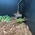 PVC tank and carpet python 4 thumbnail