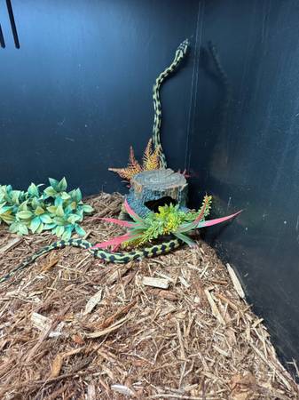 Rehoming carpet python (Orange Park)63682051566851121