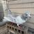 Pigeons for sale 2 thumbnail