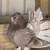 Pigeons fantails 1 thumbnail