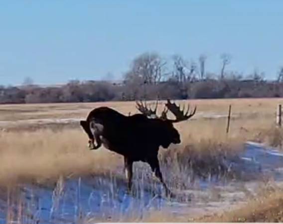 M9 Bull Moose (Minot)63655747585155120