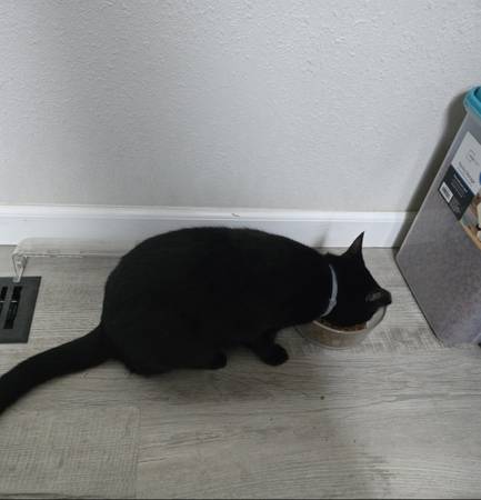 Sweet fixed kitty needs home asap (Silverlake, wa)63958288946947122