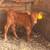 Red angus calf 1 thumbnail