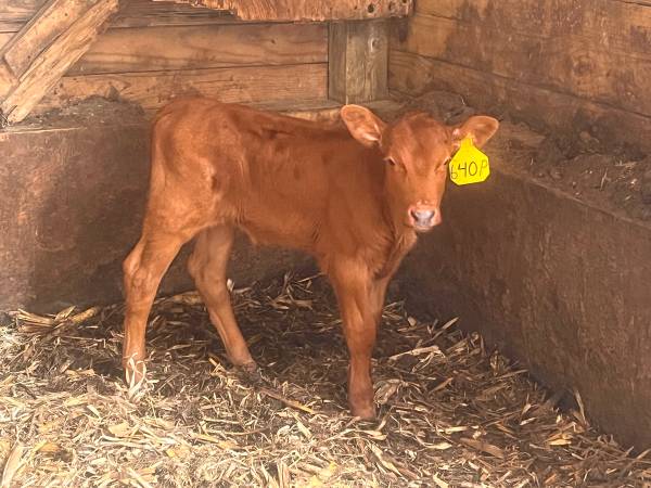 Red angus calf 1