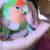 LOVE BIRDS (PEACH FACEs) 1 fisher and cages 4 thumbnail