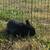 Free rabbits 5 thumbnail