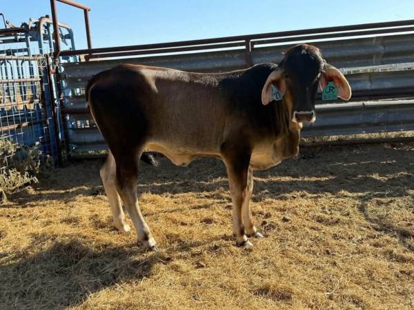 Brahman Heifer 1