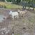 Goats 4 thumbnail