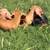 Mini Dachshund Puppies 2 thumbnail