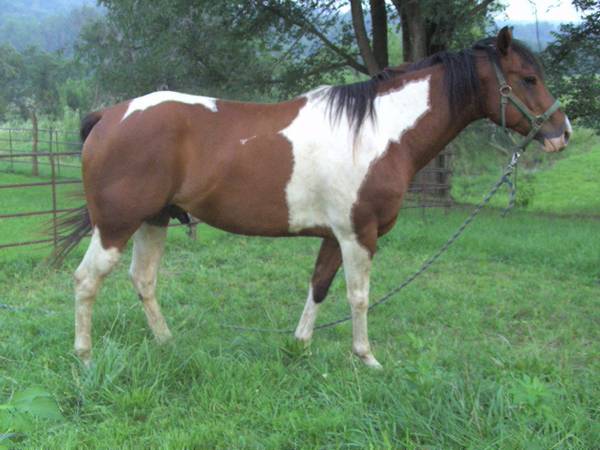 7 Year Old Grade Gelding 1