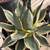 Agave Plants - multiple varieties 12 thumbnail