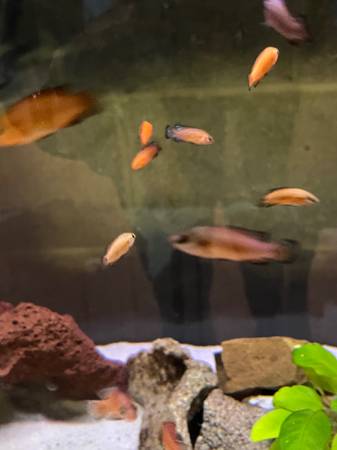 Aquarium Jewel Cichlids for Sale 1
