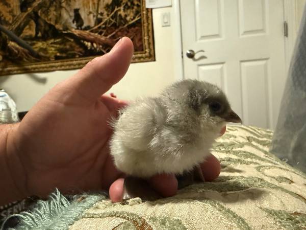 Ameraucana & Easter Egger chicks-Get some Blue & Green Eggs 1