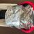 2009-2014 Uppababy Red Canopy Bassinet for Stroller 2 thumbnail